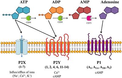 Purinergic Receptors in the Airways: Potential Therapeutic Targets for Asthma?